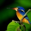 Lednacek modrohrbety - Alcedo meninting - Blue-eared Kingfisher o2984